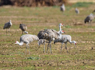 Herons graze the grass of the Cosumnes River Preserve.